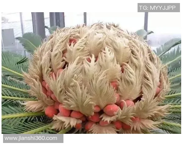 两棵铁树开花，尤文酷寒往后是“甜点”